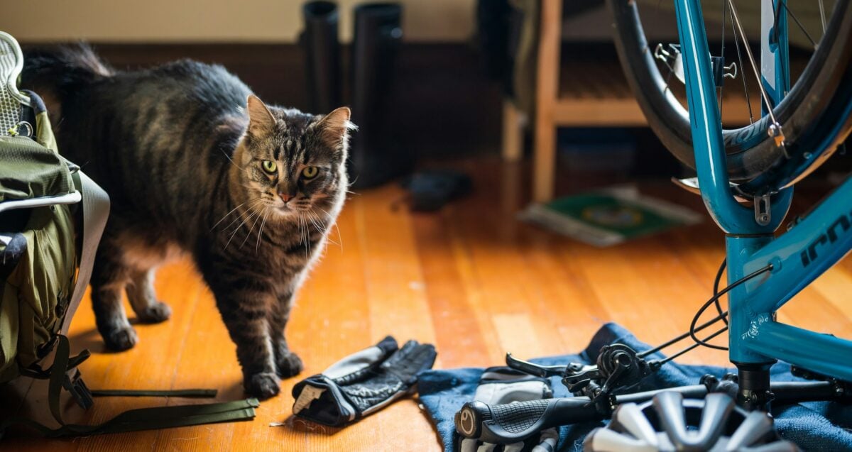 Tabby cat on floor next to a bike. 