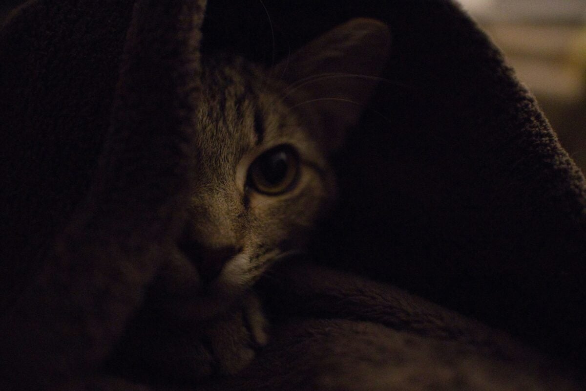 A tabby kitten underneath a blanket.