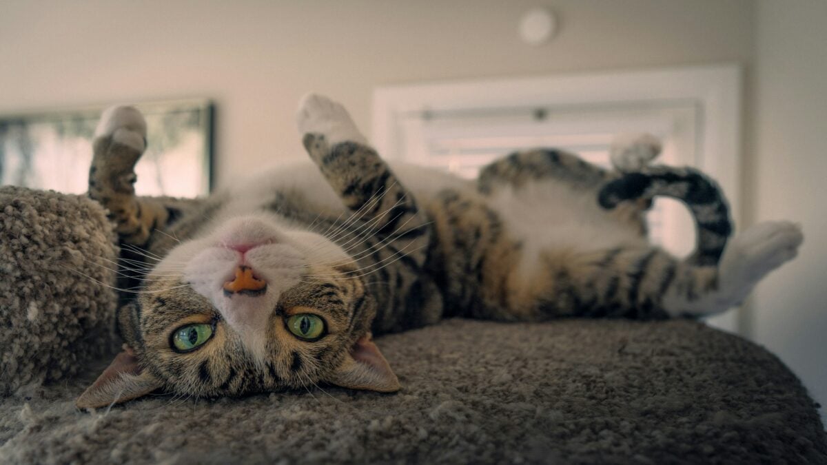 Cute striped cat stretched out on a chair