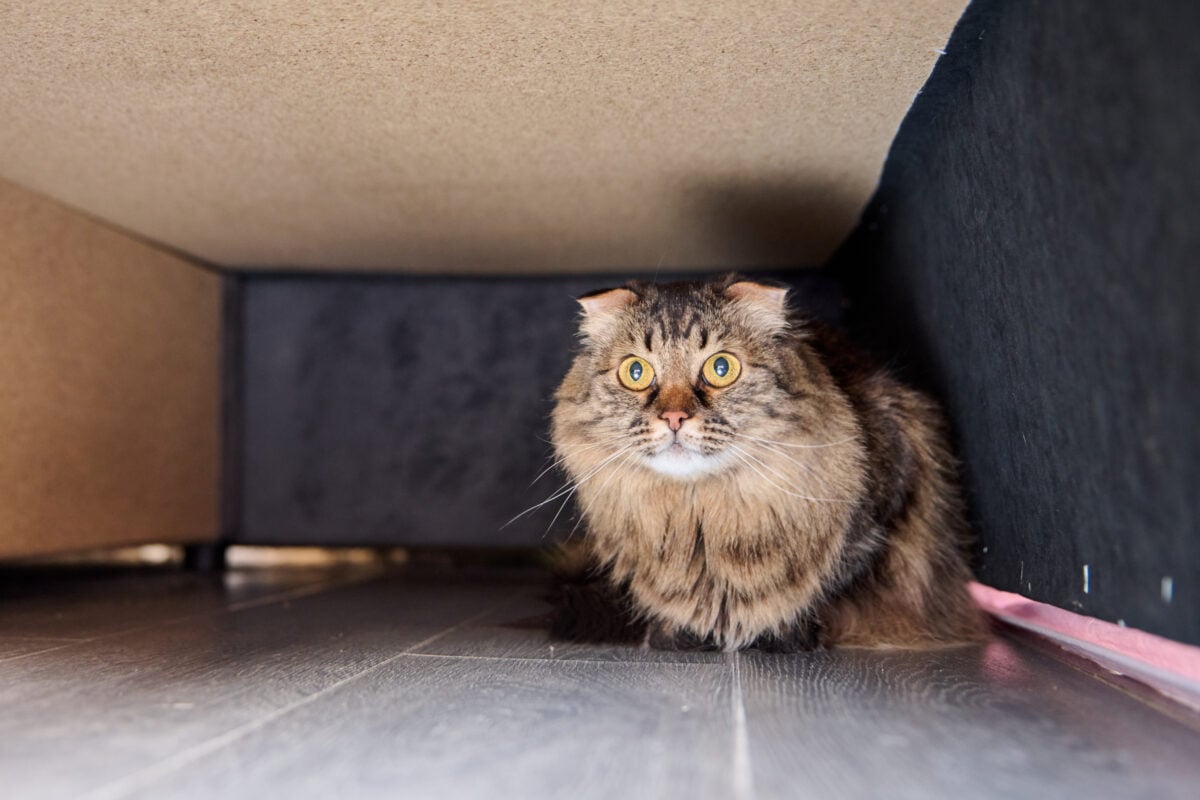 Brown tabby cat with large eyes crouched and alert under wooden furniture against dark wall. Indoor setting with soft natural light and floor detail
