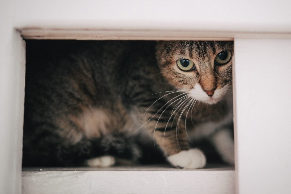 cat, animal, feline, pet, cute, kitty, tabbycat