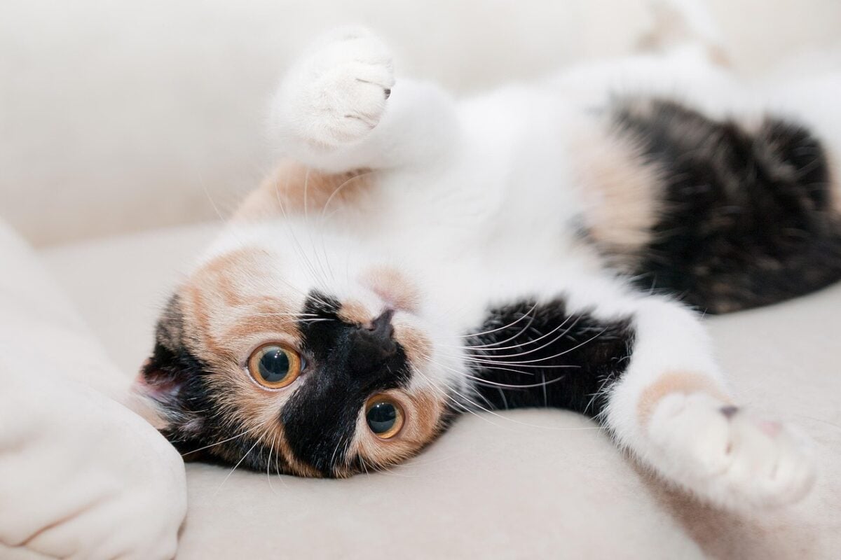 cat, feline, animal, nature, pet, playful, playful cat, kitty, domestic, domestic cat, portrait, cat portrait, animal world