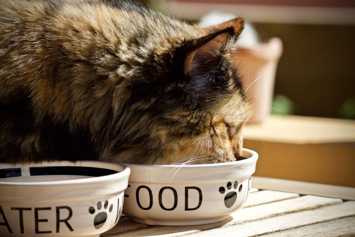 cat, feline, bowl for animals, pet, domestic cat, spotted, hair, appetite, soft, tenderness, to eat, croquettes, food for animals, croquettes, croquettes, croquettes, croquettes, croquettes