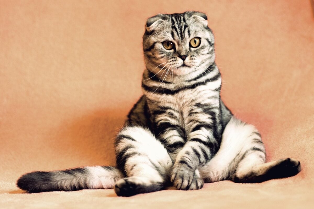 cat, kitten, animal, pets, animals, housecat, feline, nature, pet, sitting, funny, cute, adorable