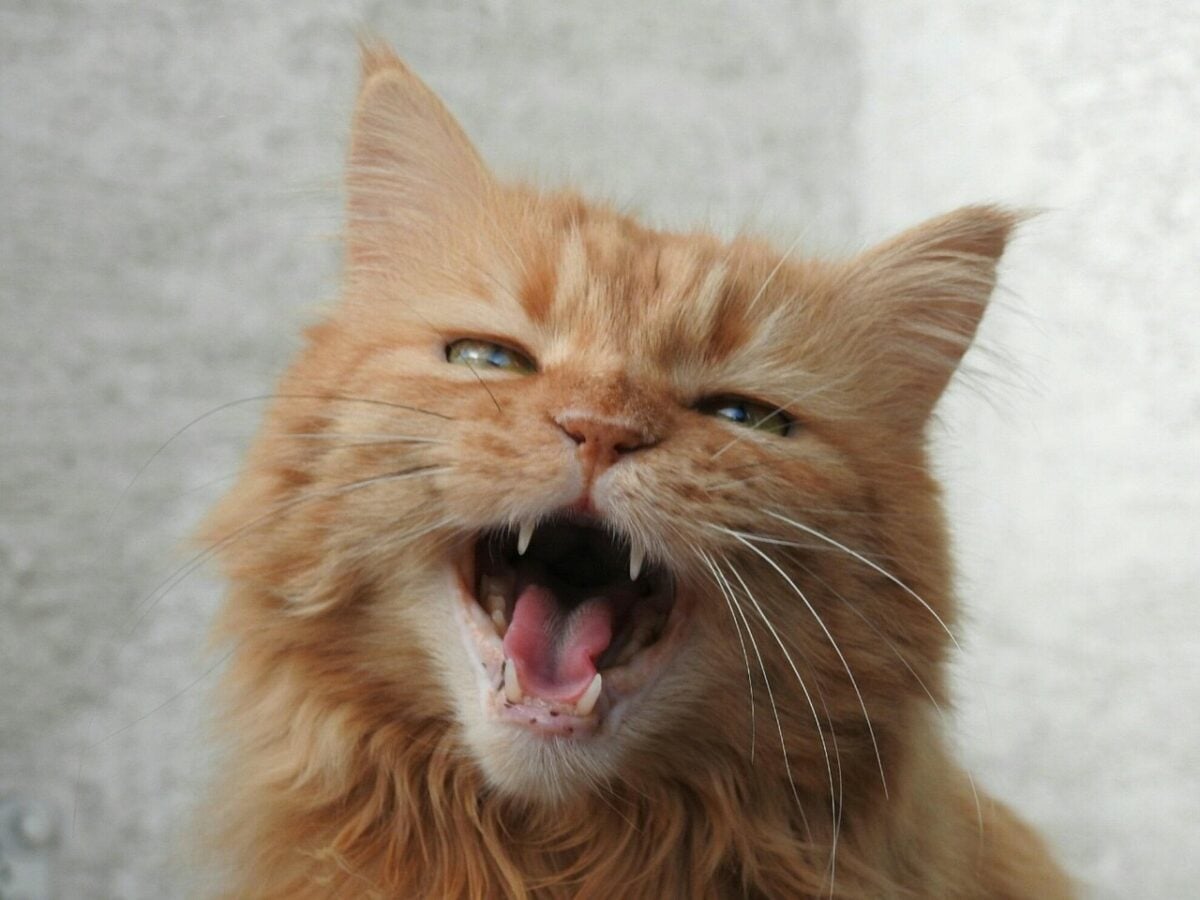 cat, pet, animal, red cat, meow, house cat, red mackerel tabby