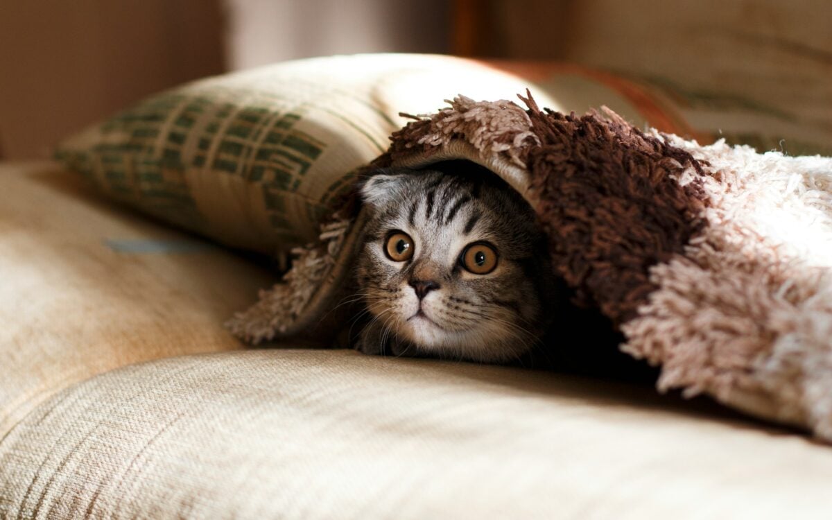 Striped cat hiding under a blanket.