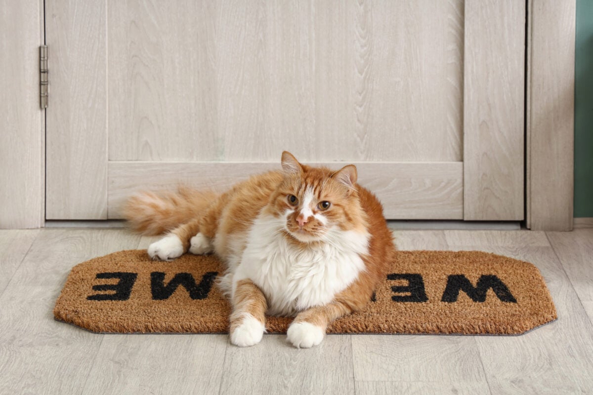 Cute cat lying on doormat in hallway