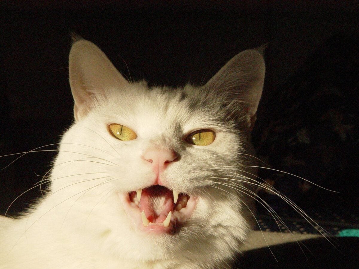 domestic cat, meow, white, animal, nature, domestic animal, pet, cat, puss, cat eyes