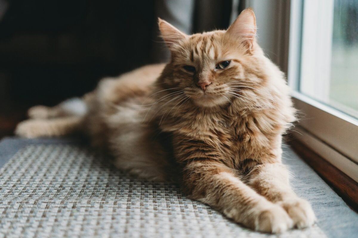Wegie cat sitting in a window to show a senior cat.