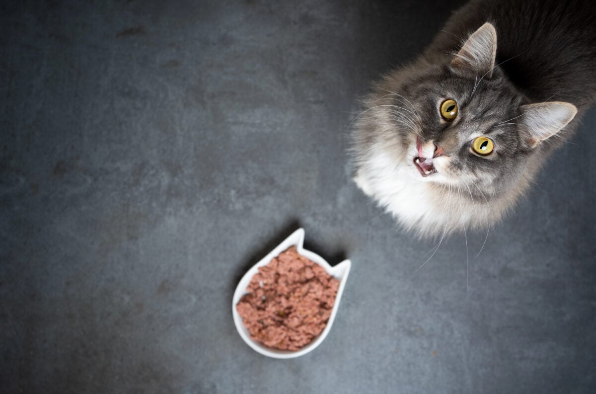 hungry cat and cat food
