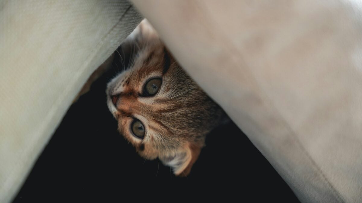 Small striped tabby cat hiding under a chair.