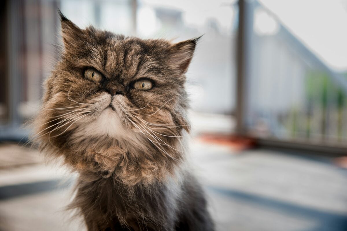Sweet senior cat.
