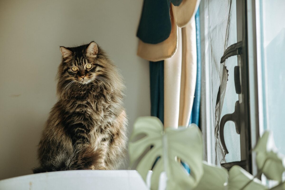 pet, cat, feline, friend, animal, nature, mammal, species, fauna