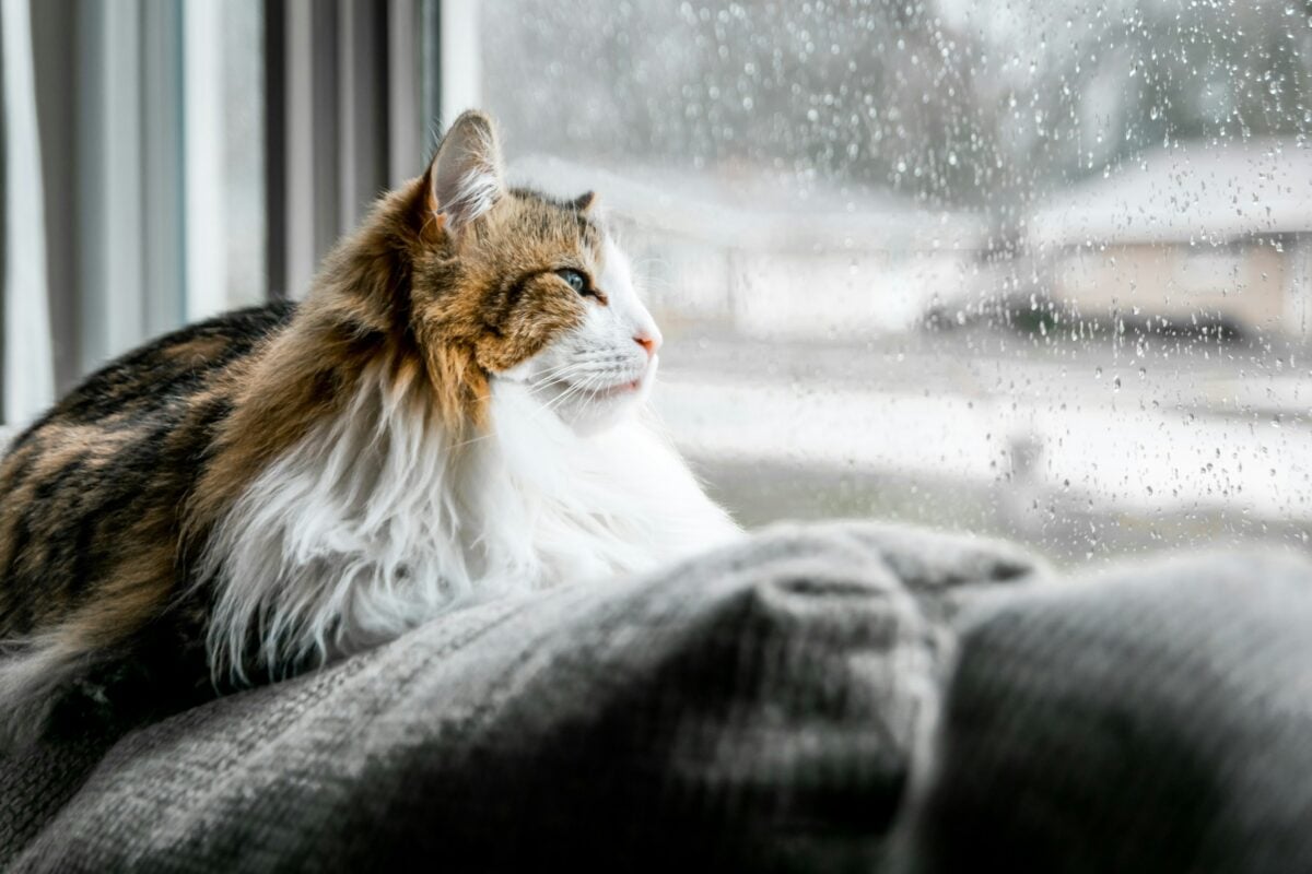 Calico cat looking outside at the rain.