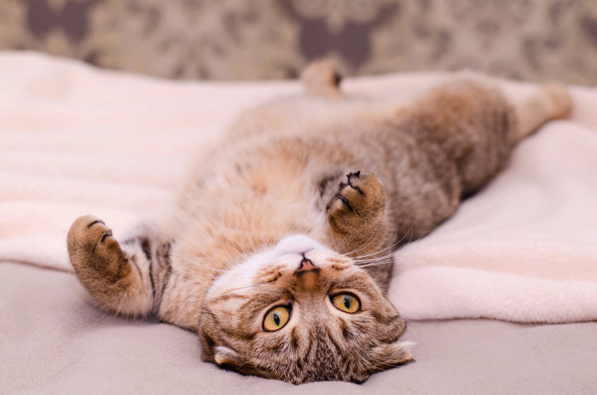 Scottish Fold cat, brown tabby lying belly up on its back.