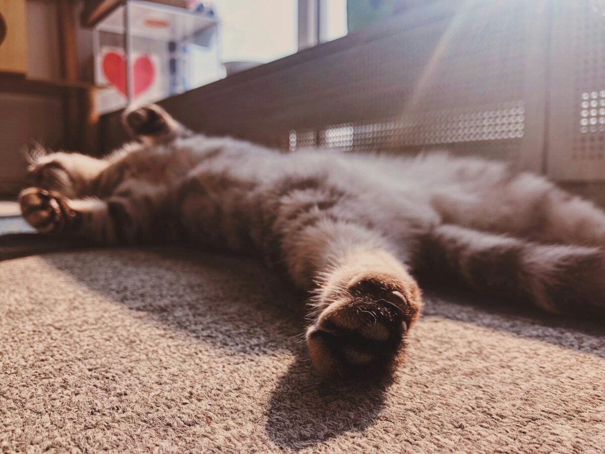 sleeping cat