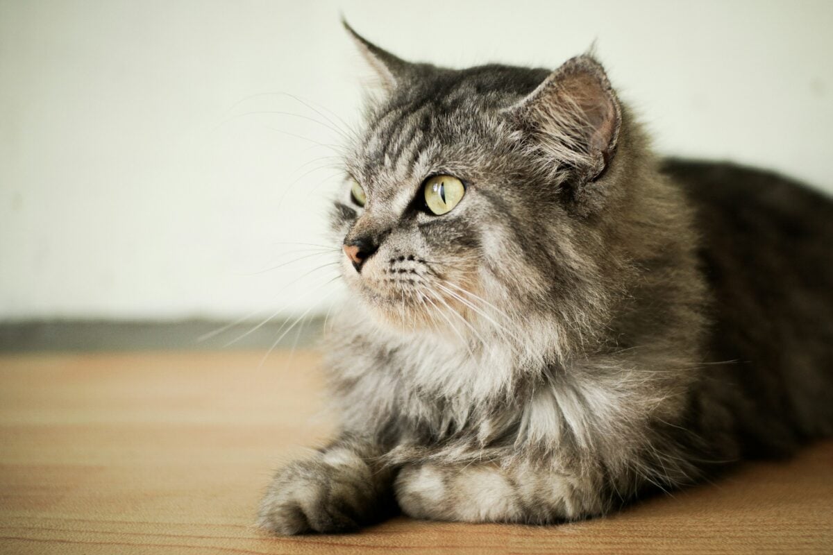 The cat is facing sideways