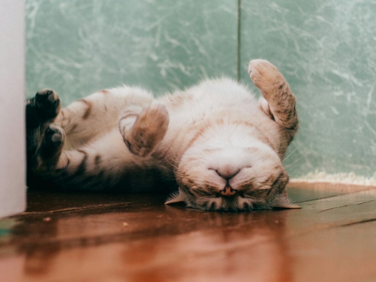 White and brown cat dramatically laying on the floor.