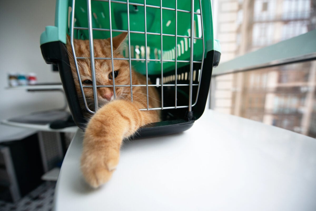 Young red cat is in a cat carrier, indoor shot. Stressed cat is trying to get out of the cage. Moving with pets