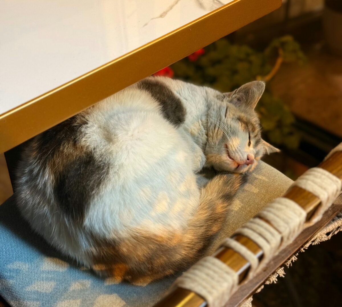 Calico cat sleeps curled up, licensed via a chair under a table.