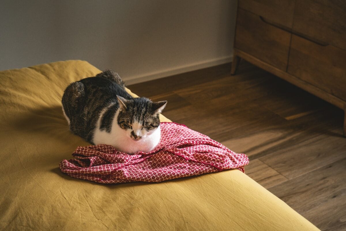 cat sitting on a bed on top of a pink sweater