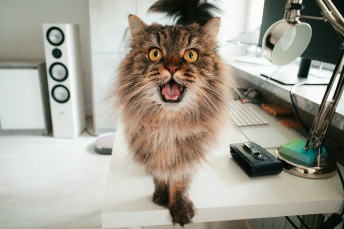 Cat meowing on a desk.