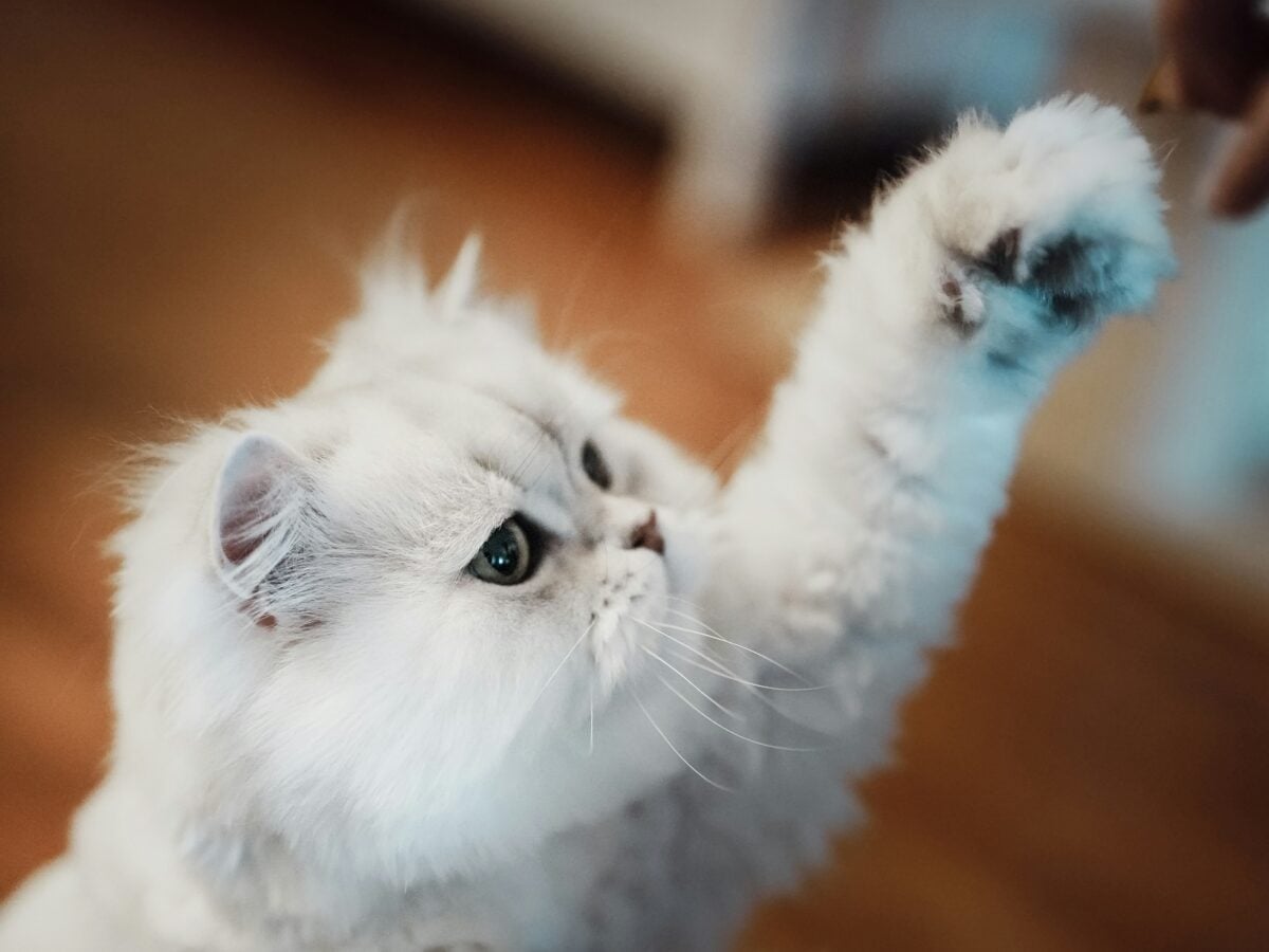 fluffy white cat reaching out a paw