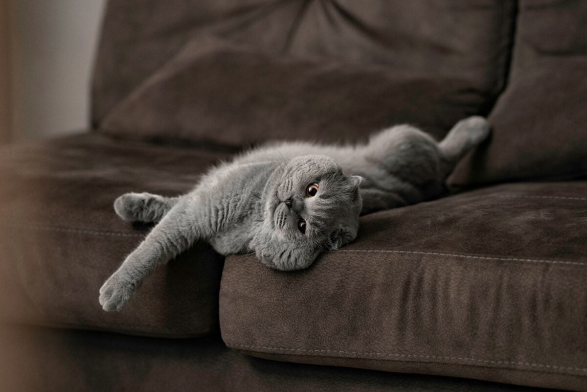 a newly awakened Scottish fold