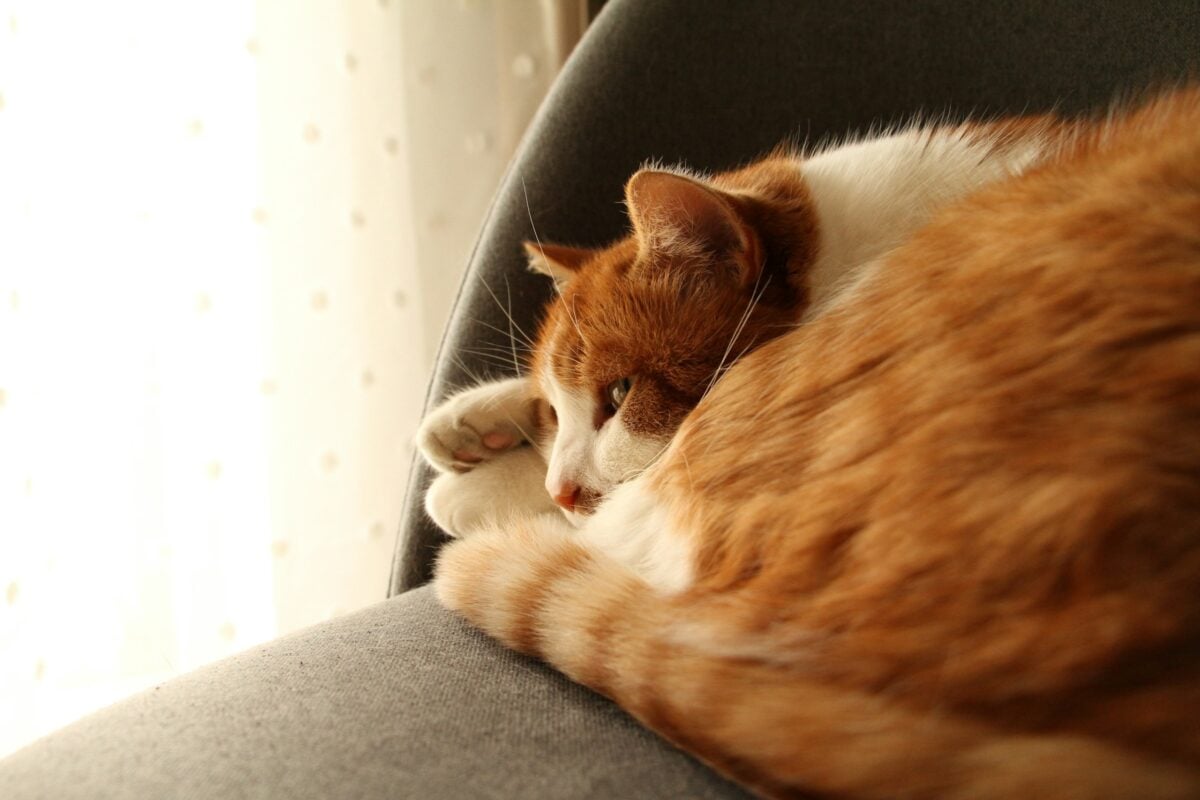Orange and white cat curled up in a chair