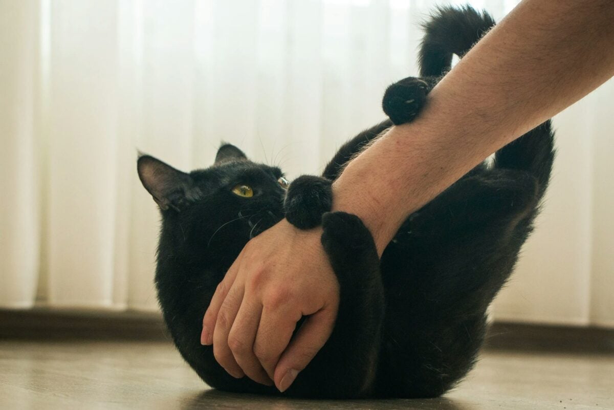 Black cat playing with a person's hand