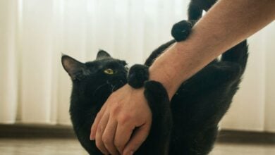 Black cat playing with a person's hand.