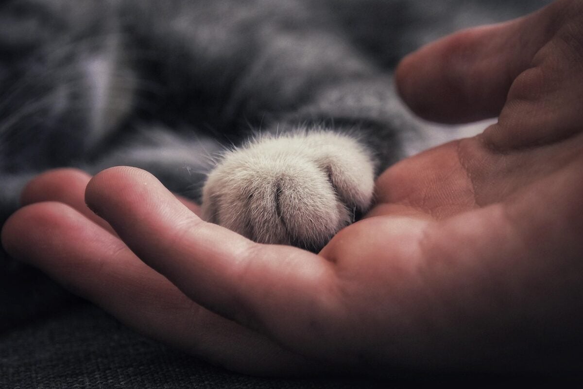 cat, human, hand, paw, trust, friendship, companion, companionship, relationship, idea, close up, cat, trust, trust, trust, friendship, companionship, companionship, companionship, companionship, companionship