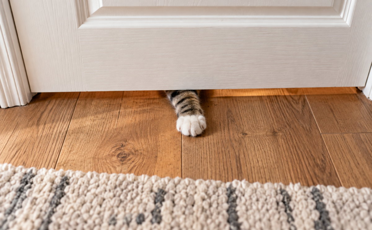 Tabby cat paw reaching under a closed door.