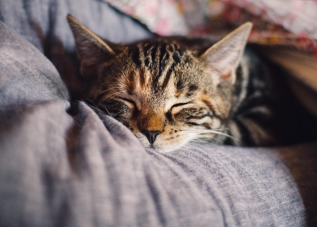 cat, pet, feline, animal, fur, nature, sleep, kitty, domestic, relax, domestic cat, cat portrait, animal world, domestic animal