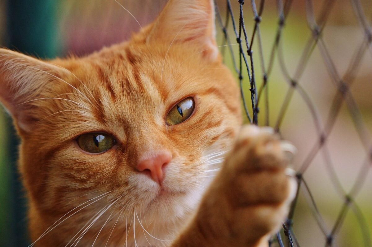 cat, red, cute, mackerel, tiger, cozy, animal, domestic cat, fur, wildlife, domestic animal, cat face, young cat, playful, red mackerel tabby, kitten, red cat, nature, pet, cat eyes, web, cat net