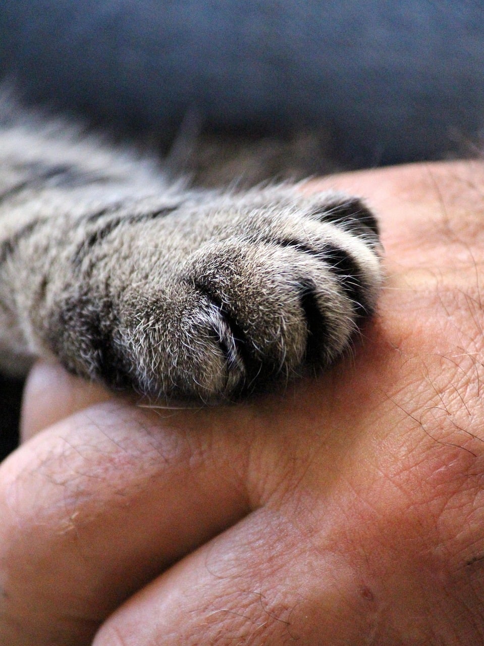 cat's paw, hand, pet, cat, human, trust, shake hands, close up, paw, paw print, puss, nature, fur, domestic cat, animal, domestic animal, fluffy, cute, animal paws, mackerel, cat paw