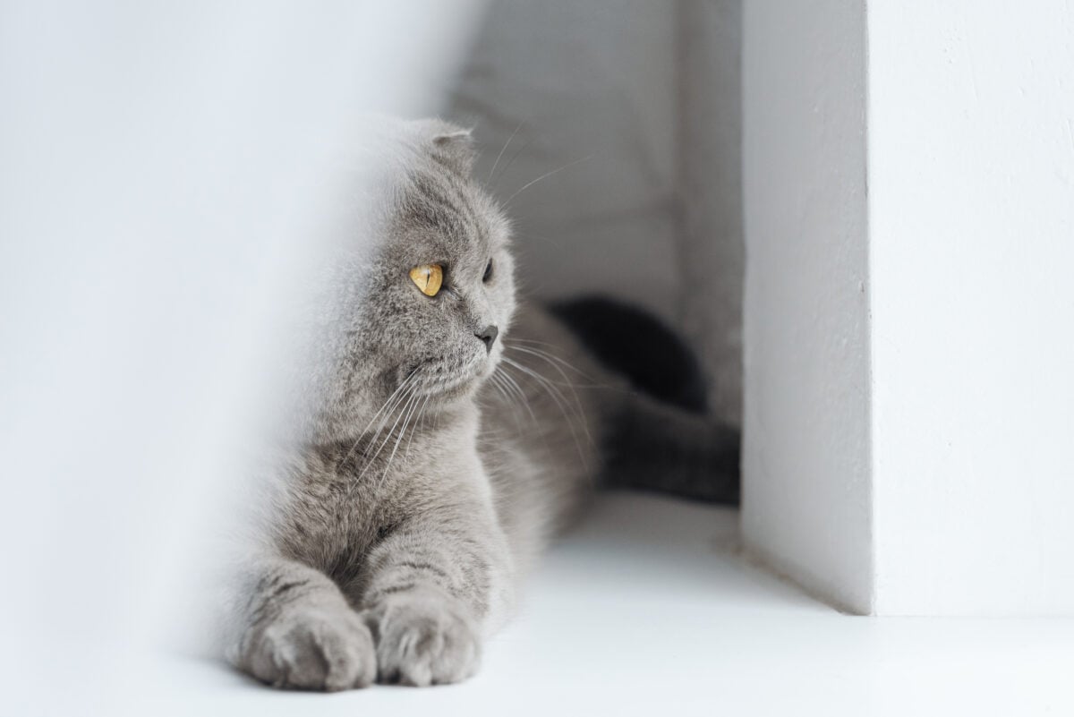 close-up shot of adorable scottish fold cat lying on windowsill behind curtain and looking through window