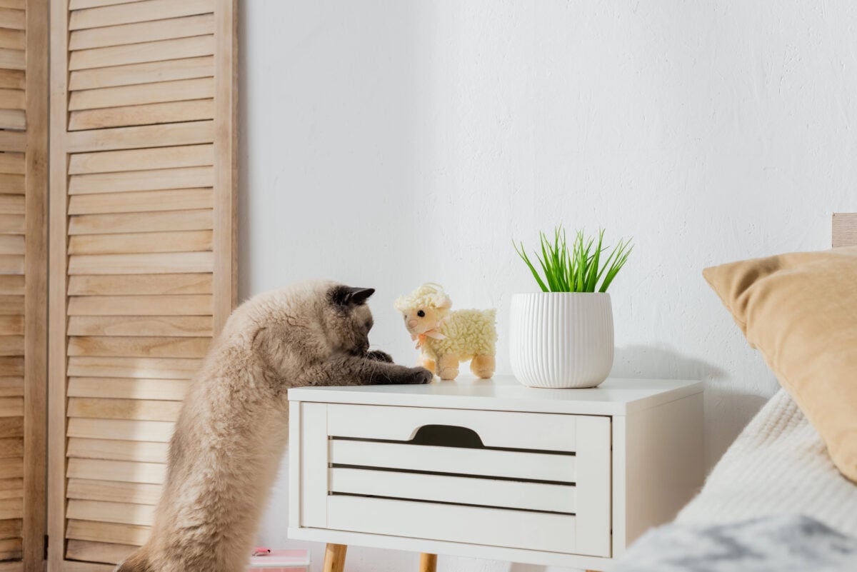 curious cat looking at toy lamb on bedside table