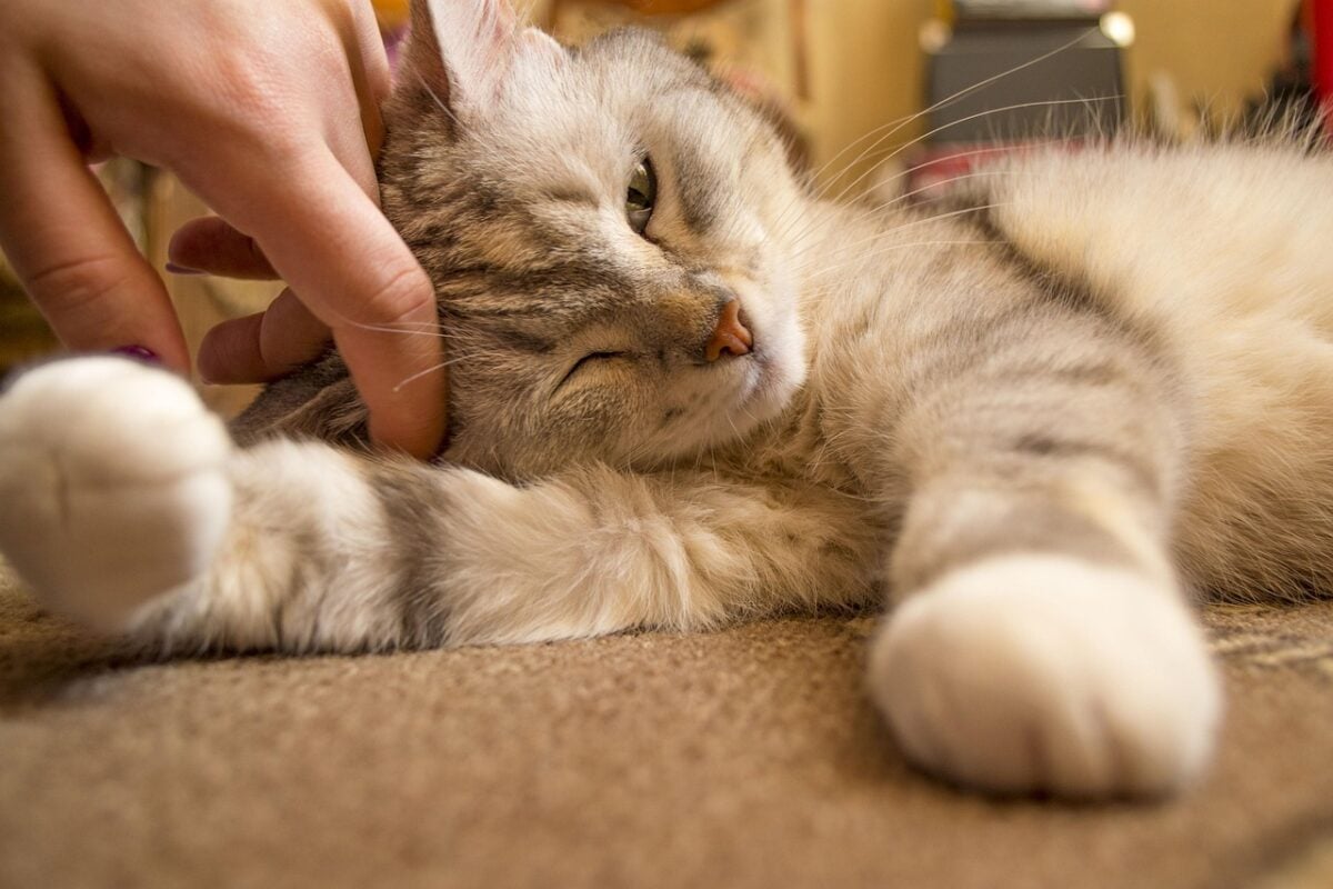 cute, cat, mammals, pet, animals, furry, kitten, house, cats, handsome, animal, nature, paws