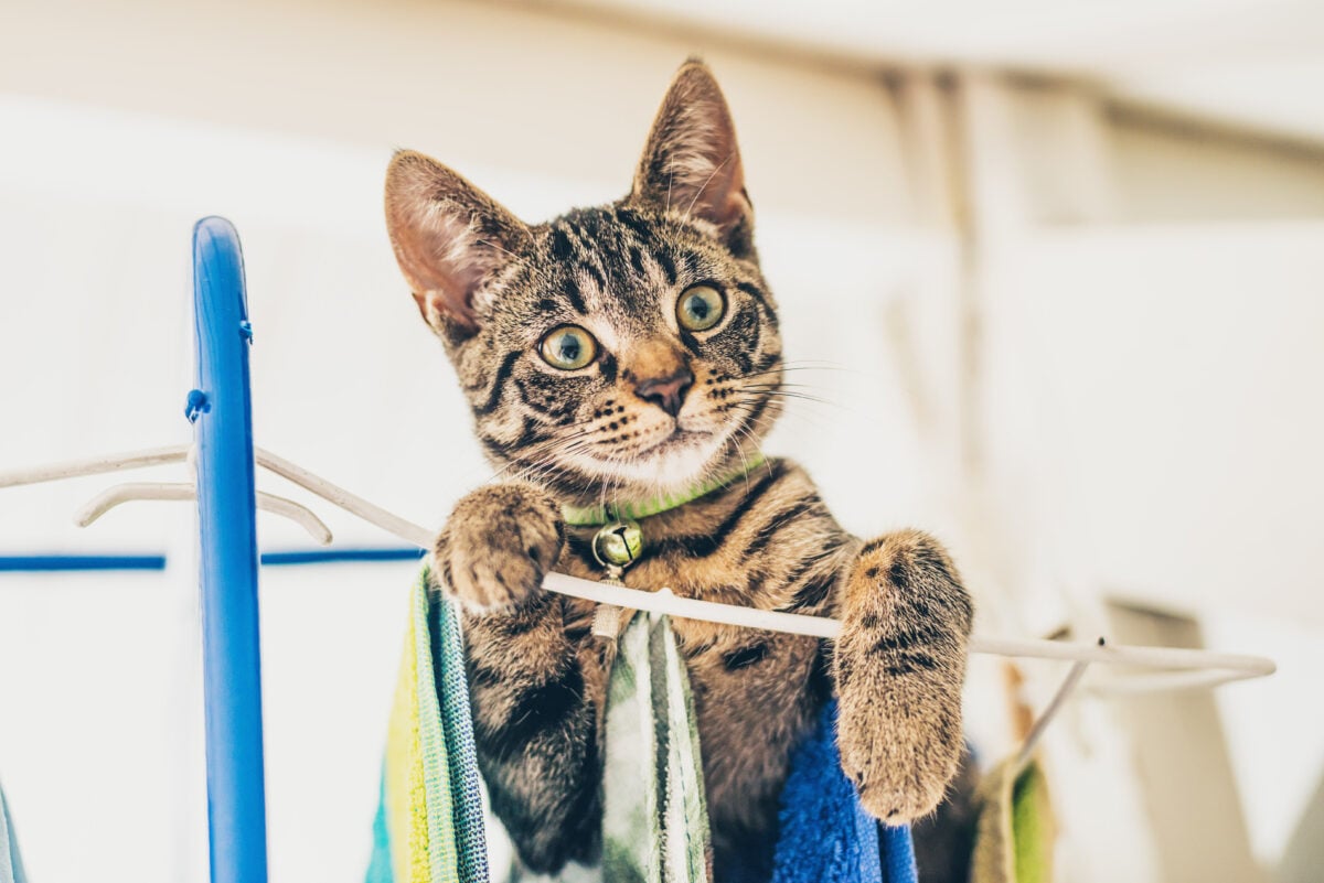 Naughty gray tabby kitten