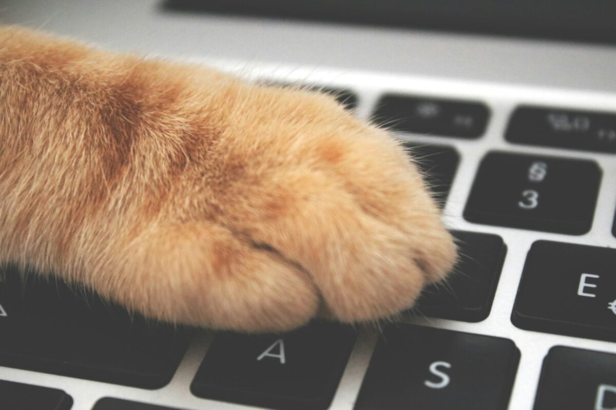 Not sure what it is about cats and laptops, but there’s definitely a connection. Sometimes I honestly think I should’ve sent my cat out to pursue a career in creative writing or something.
