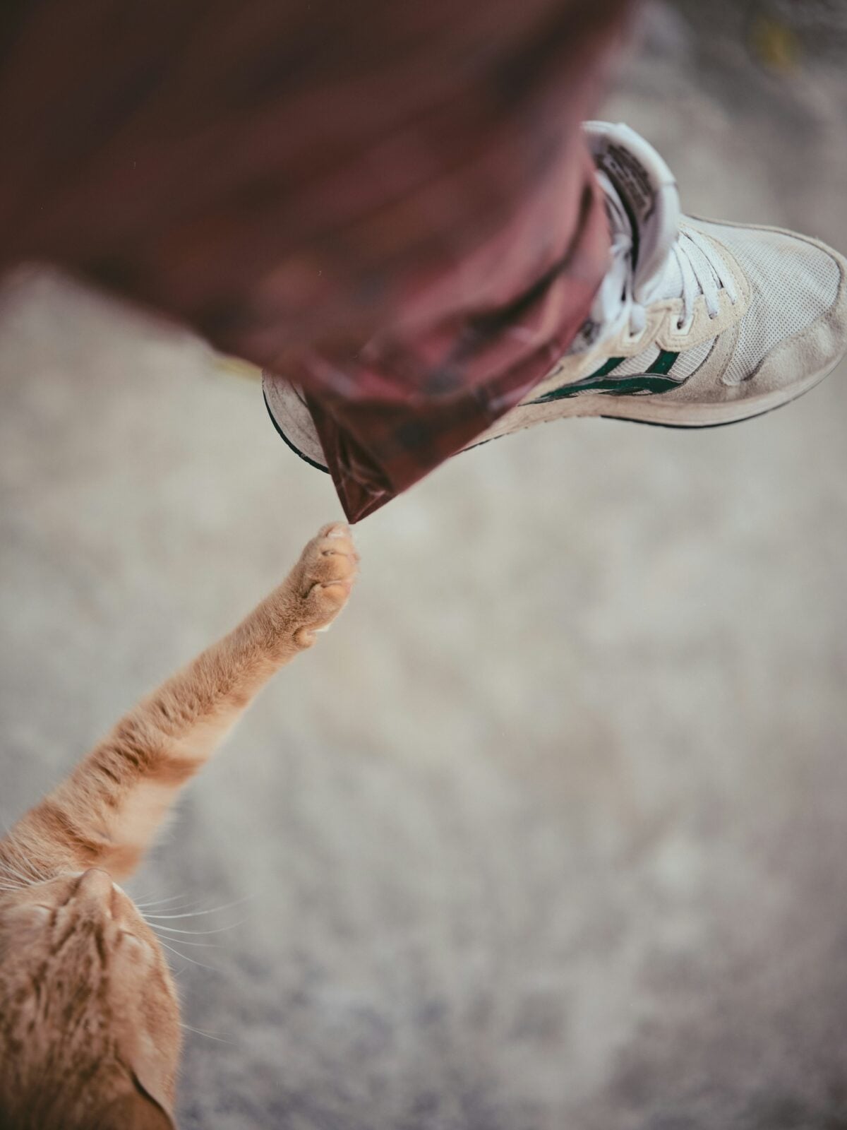 orange cat reaching out a paw to grab a person's ankle
