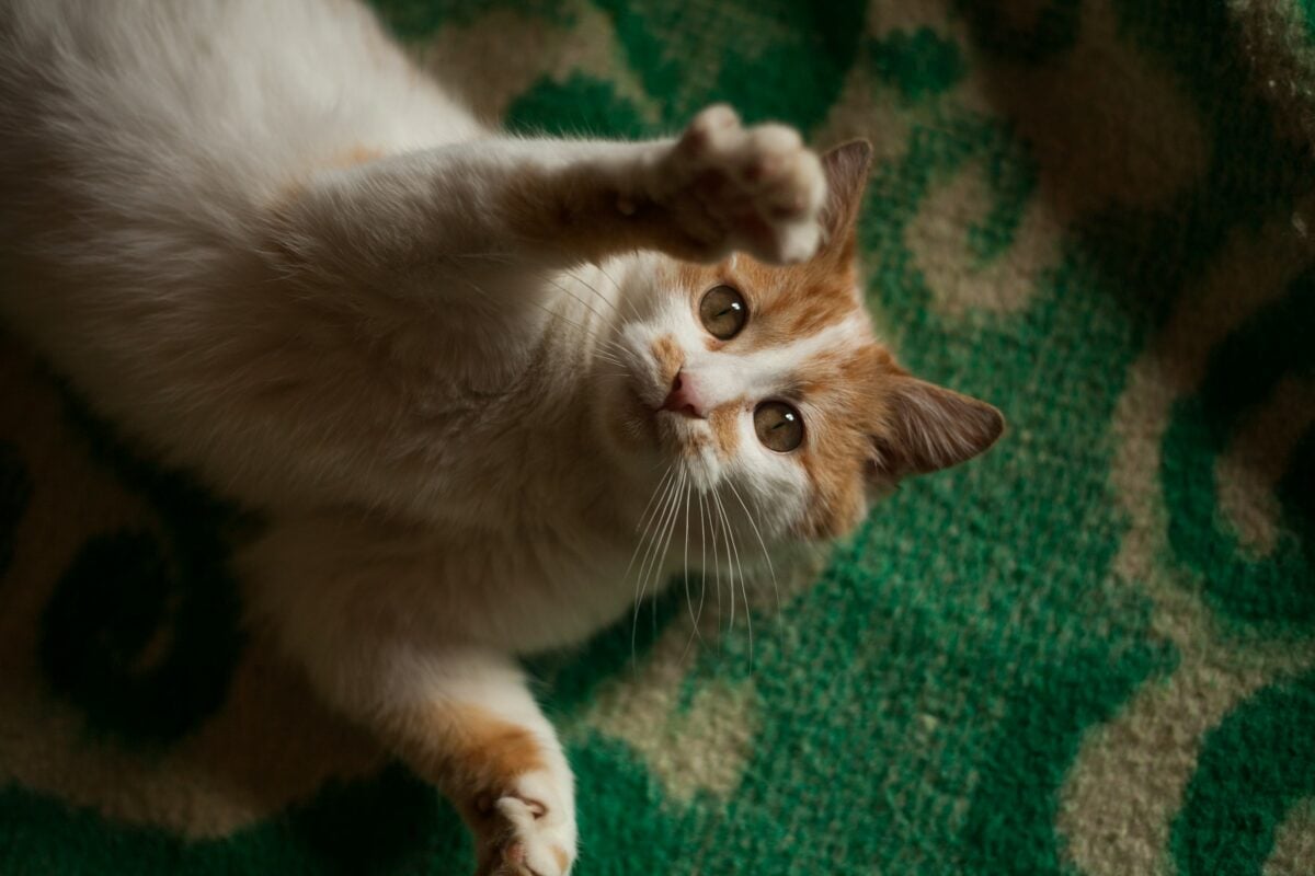 orange tabby cat laying on a carpet with paw out