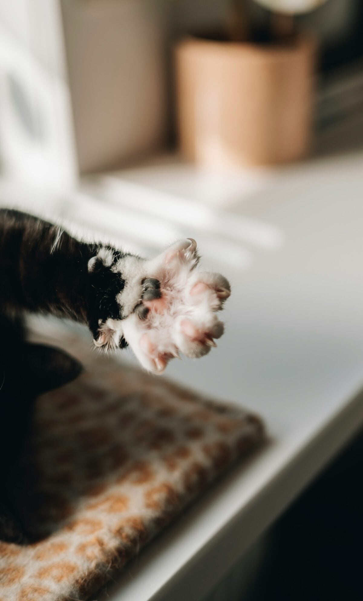 cat paw reaching out