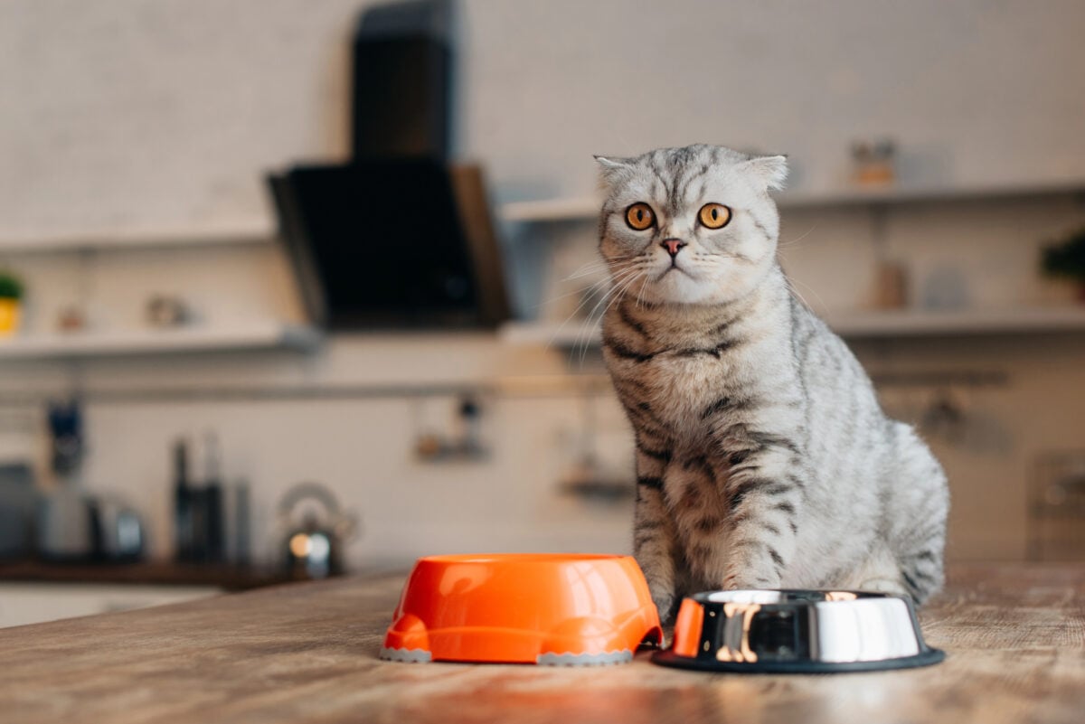 scottish fold cat sitting, licensed via table near bowls with pet food