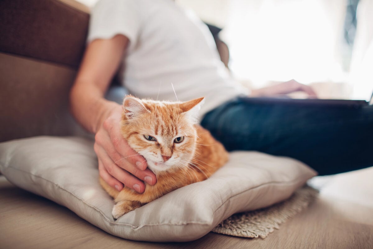 the cat lies on a pillow at home near his master