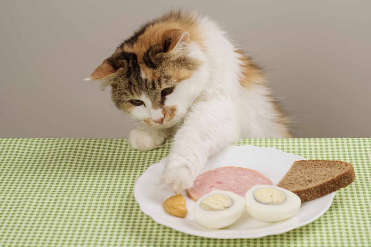 Three-color domestic cat steals food from a plate on table