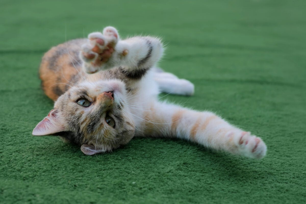 Young tabby cat lies on a green carpet, stretching and reaching up with a paw in a playful, relaxed pose. Soft fur, curious eyes and casual domestic pet mood captured closely