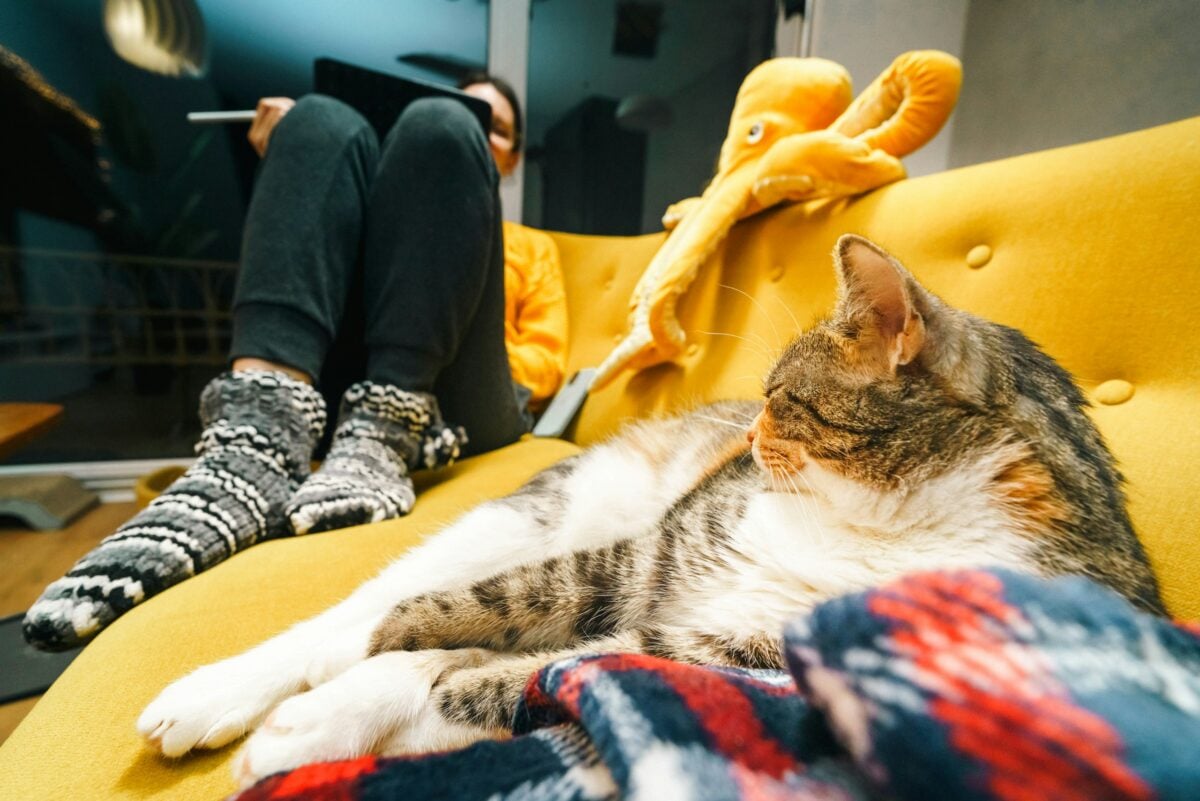 Young Woman Drawing on Tablet at Home with Cat Relaxing Nearby