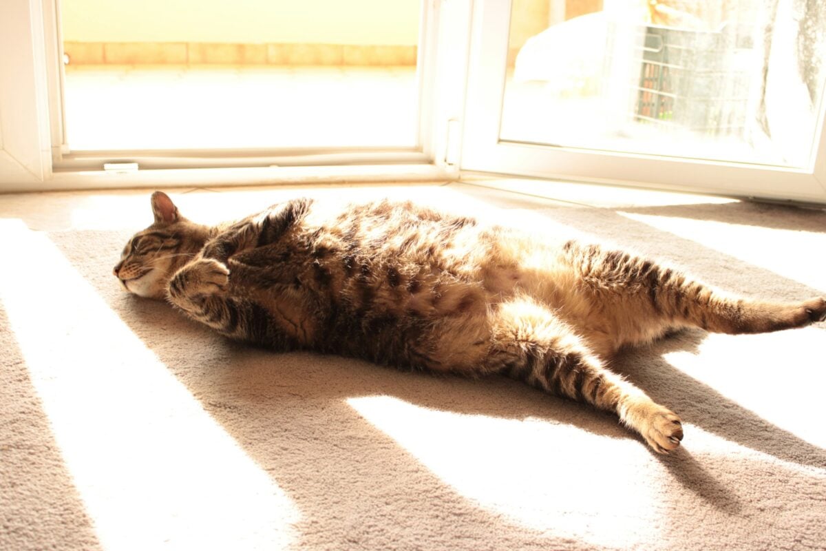 cat laying belly up next to a window